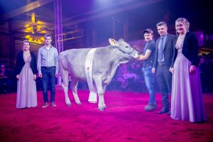 Champion OB Rinder